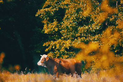 Horse standing in a field