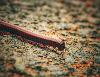 Close-up of insect on rock