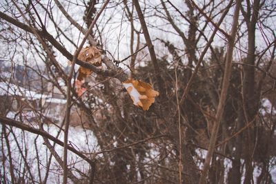 Close-up of bare tree branches during winter