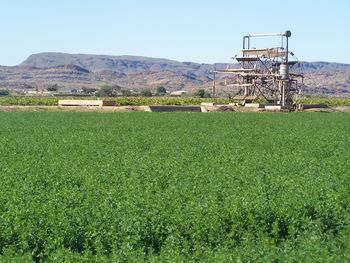 Scenic view of agricultural field against sky