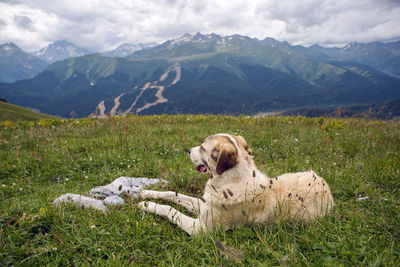 Big shepherd dog sitting in the mountains in the meadow in the summer