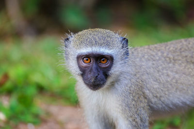 Close-up portrait of monkey