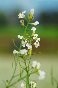 Close-up of white flowering plant