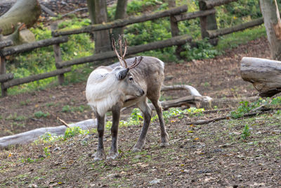 Deer standing in a forest