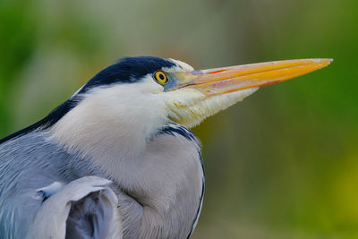 Close-up of a bird