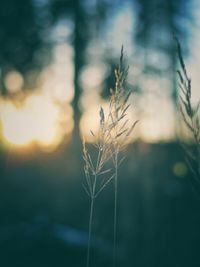 Close-up of fresh plant against sky during sunset