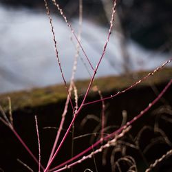 Close up of grass