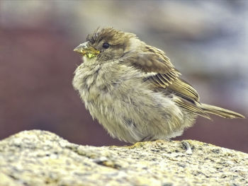 Close-up of a bird