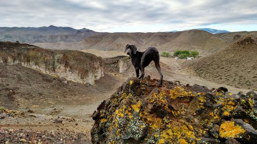 Dog standing on rock against sky