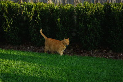 Cat looking away on field