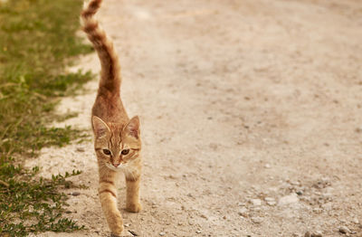 Portrait of cat walking on street