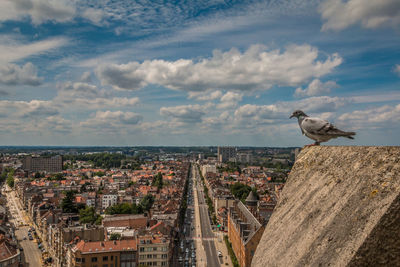 Seagull perching on a city against sky