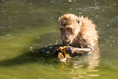 Monkey eating in lake