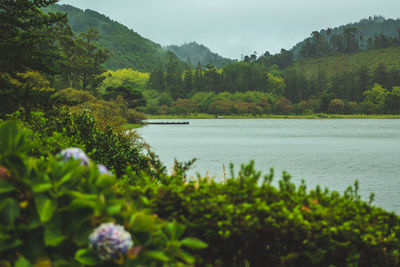 Scenic view of lake in forest