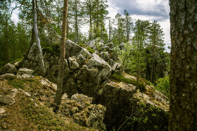 Pine trees in forest