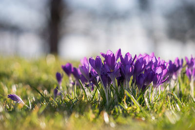 Close-up of purple crocus flowers on field