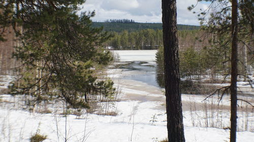 Scenic view of lake in forest during winter