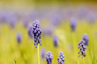 Close-up of purple flowering plant on field