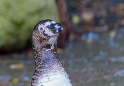 Close-up of bird