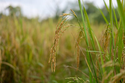 Close-up of stalks in field