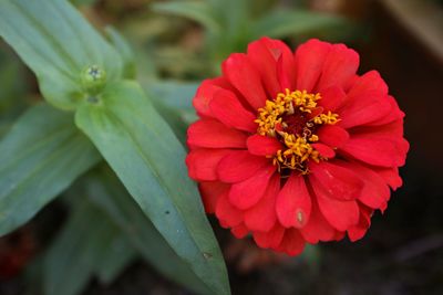 Close-up of red flower