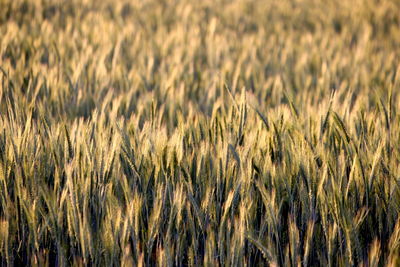 Close-up of stalks in field