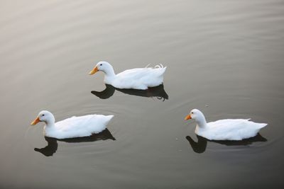 High angle view of swans swimming in lake