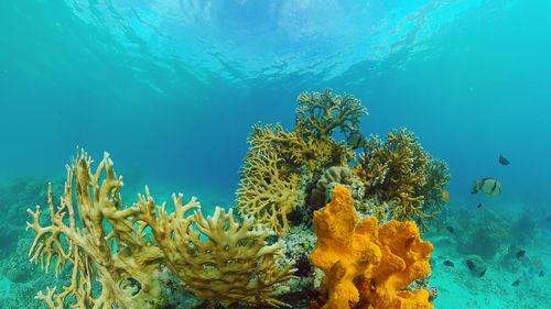 The underwater world of coral reef with fishes at diving. coral garden under water. panglao, bohol