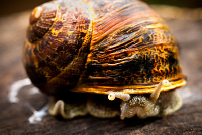 Close-up of snail on wood