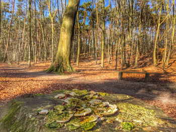 Trees growing in forest