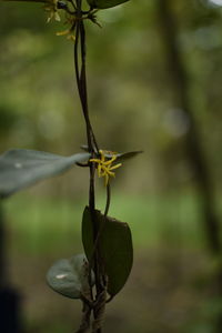 Close-up of flower
