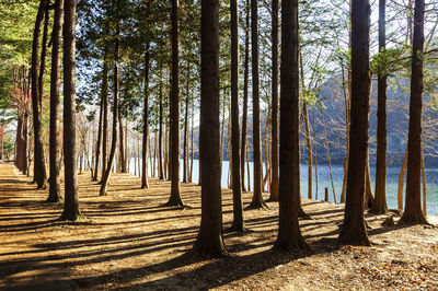 Trees in forest