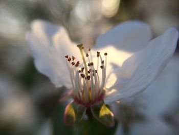 Close-up of honey bee on flower