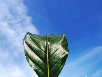 Low angle view of plant against blue sky