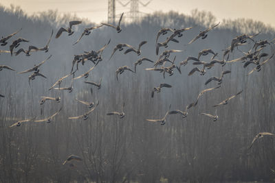 Low angle view of birds flying over field