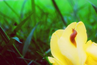 Close-up of yellow flower blooming outdoors