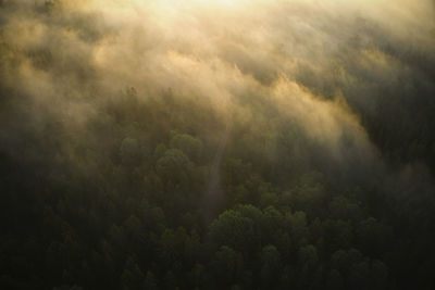 Scenic view of forest against sky