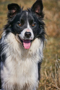 Close-up portrait of dog