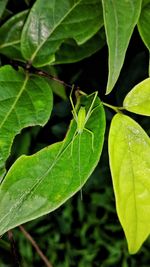 Close-up of plant leaves