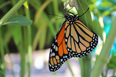 Close-up of butterfly on leaf