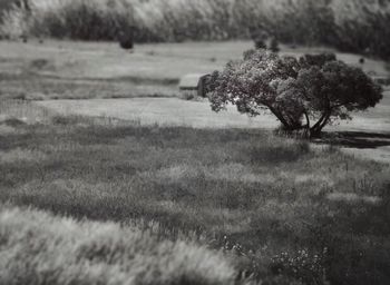 Scenic view of grassy field