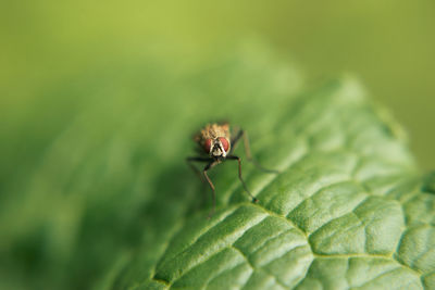 Close-up of fly on leaf