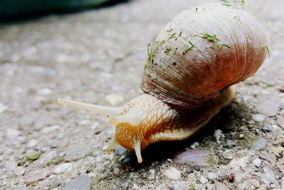 Close-up of snail