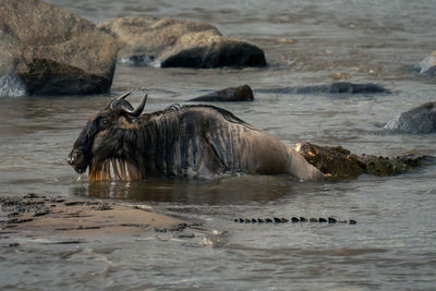 Rhinoceros drinking water