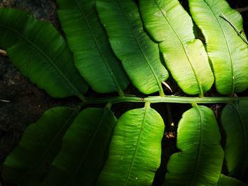 Full frame shot of green leaves