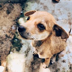 Close-up portrait of dog standing outdoors