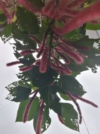 Low angle view of plant growing on tree against sky