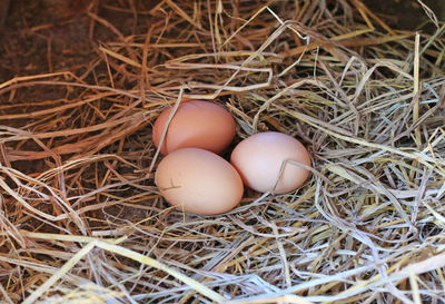 High angle view of eggs in nest