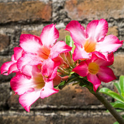 Close-up of pink flowers