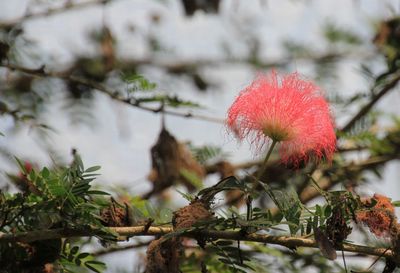 Close up of red flowers